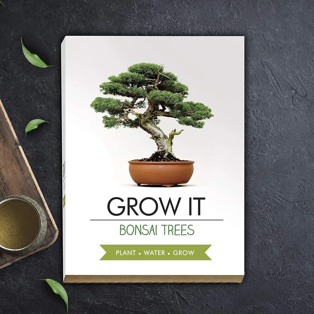 Gift Republic Sada na vypěstování Bonsai