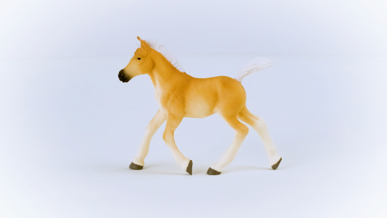 Zvířátko - Haflingerské hříbě