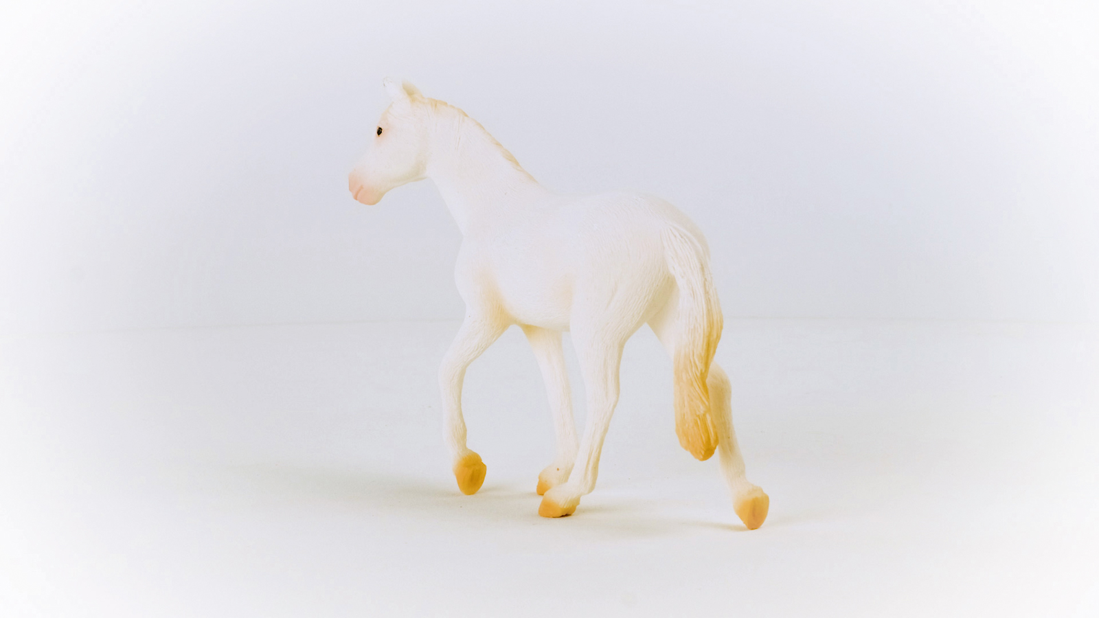 Zvířátko - Klisna plemene Camarillo