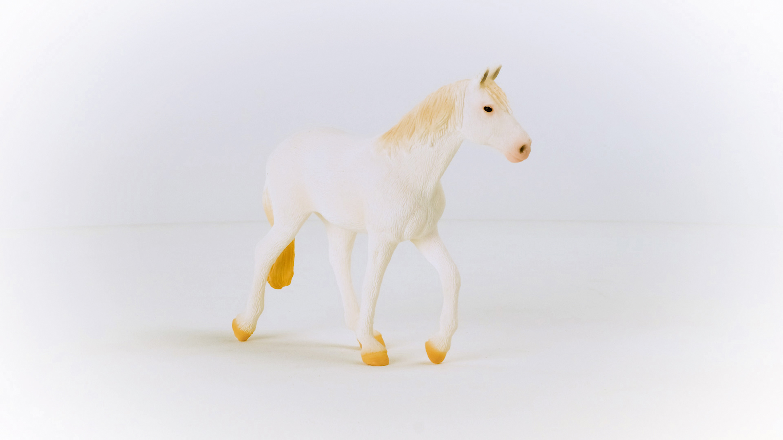 Zvířátko - Klisna plemene Camarillo