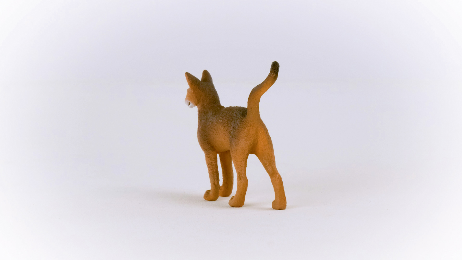 Zvířátko - Habešská kočka