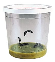 Náhradní sada 5 housenek - Certifikát v obálce